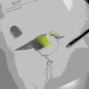 dessin Anas oiseau