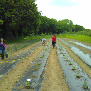 La fabrique du potager